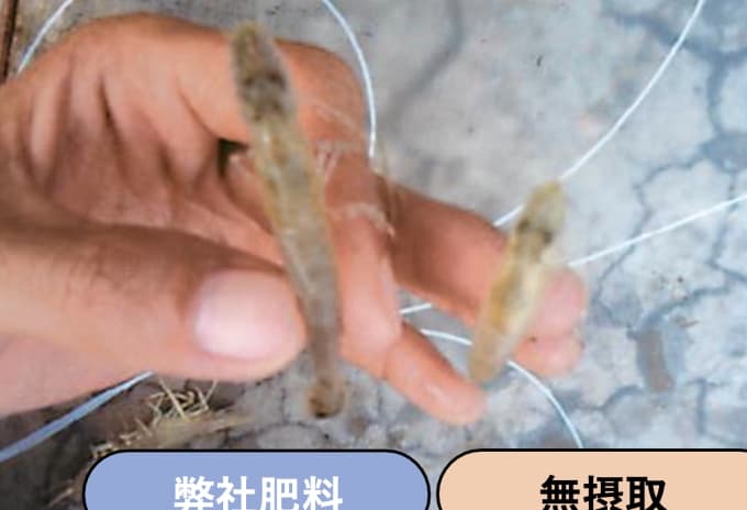 弊社肥料を与えたブラックタイガーと、与えていないブラックタイガーの大きさの違い