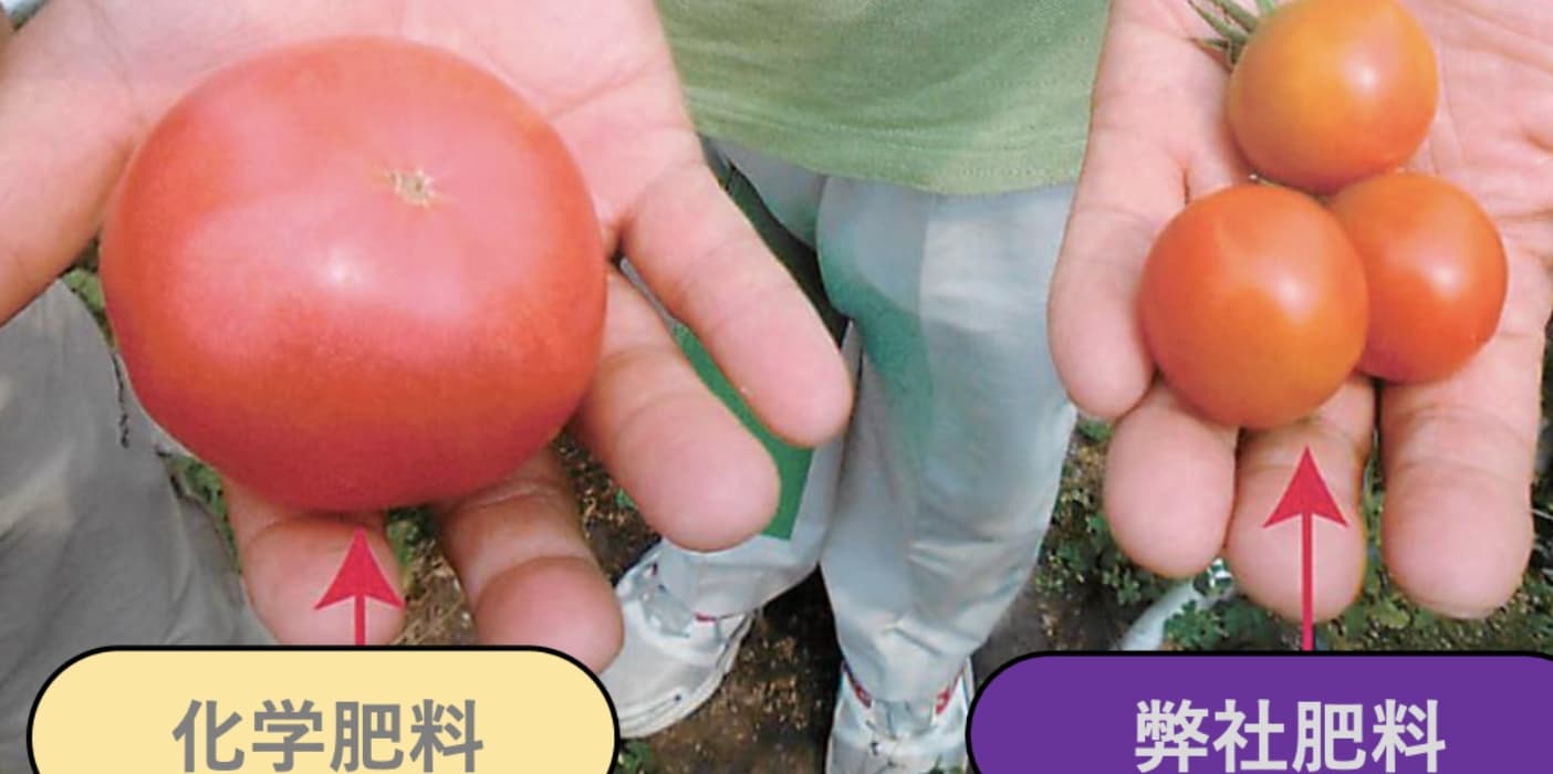 トマトの比較