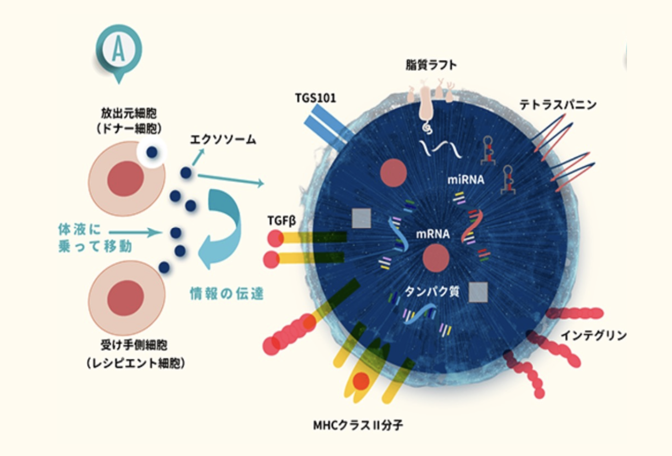 エクソソーム説明図