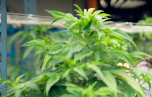 医療大麻事業